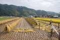 Okabe, Shizuoka - Rice harvesting