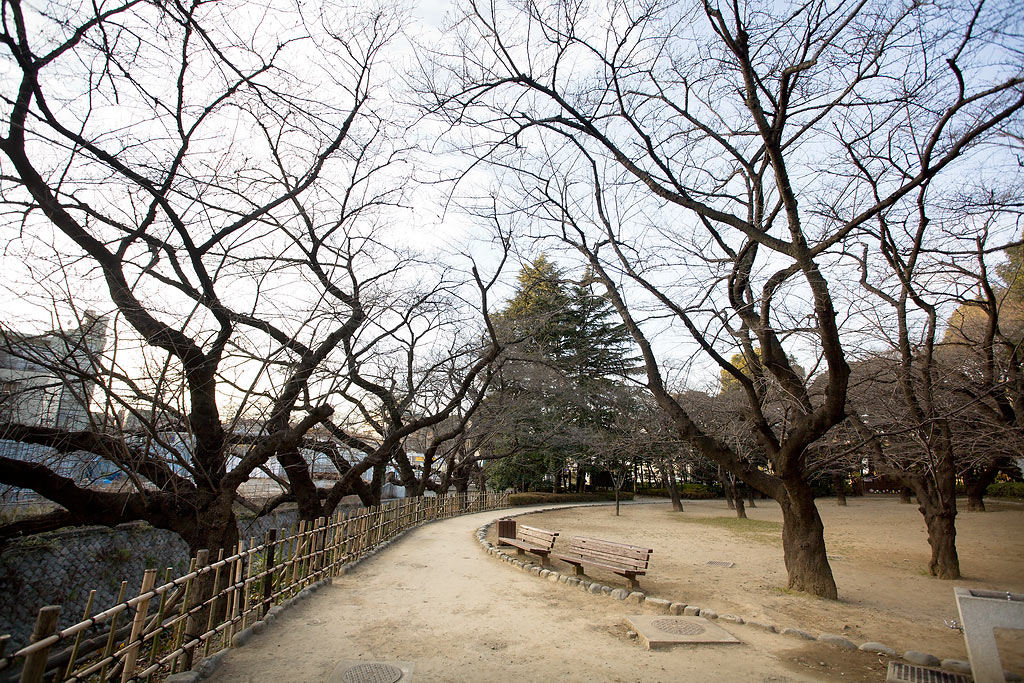 Arai Yakushi mae (sakura tree)