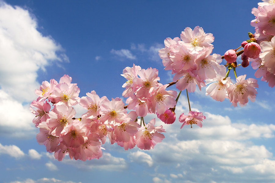 Sakura v květu