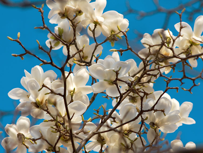 Kvetoucí magnolie